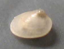 Bivalve da Getares